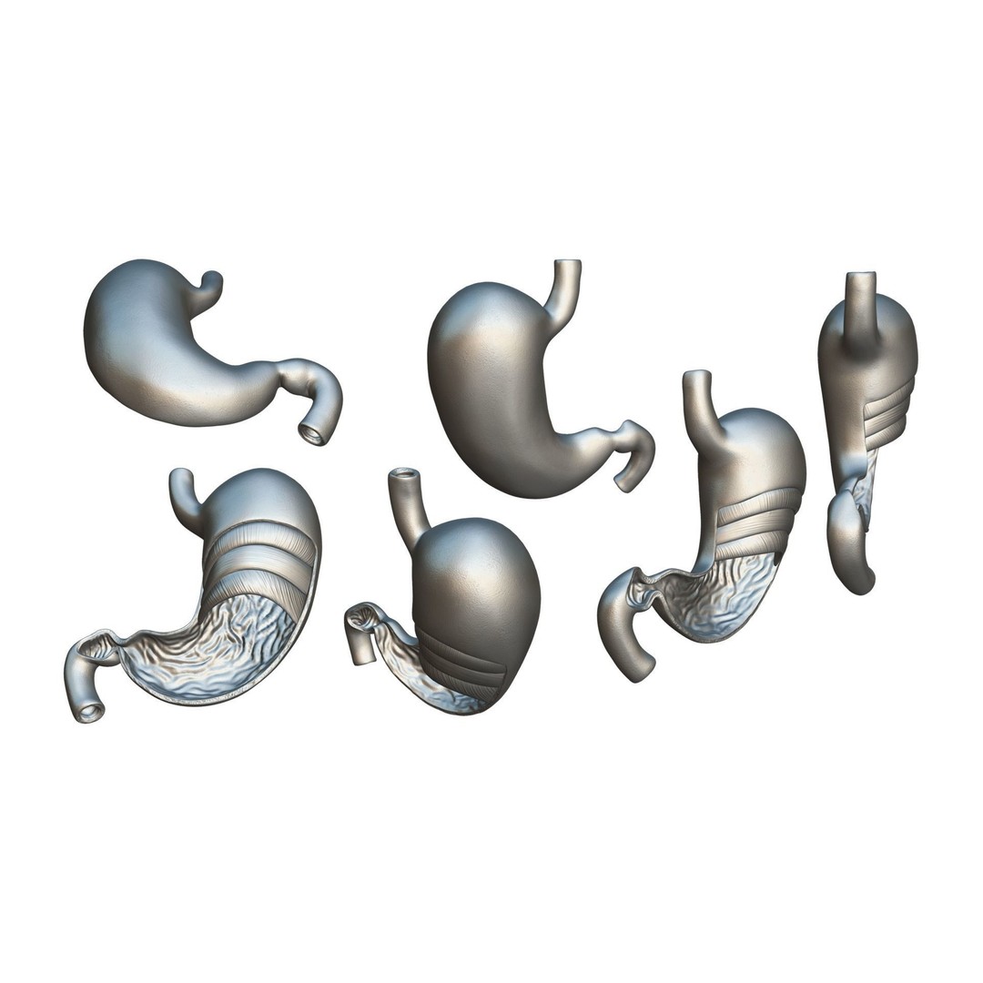 Stomach Cross Section 3D Model – PBR Anatomy Asset, FBX, OBJ - View 7