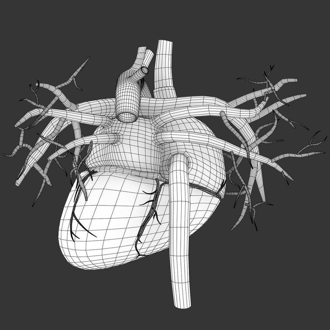 Human Heart 3D Model – Realistic Anatomy Asset, PBR Textures - View 10