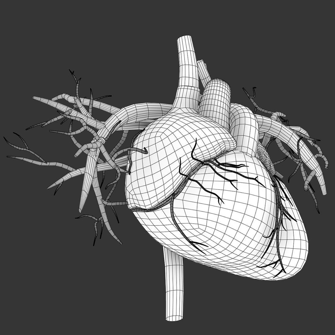 Human Heart 3D Model – Realistic Anatomy Asset, PBR Textures - View 11
