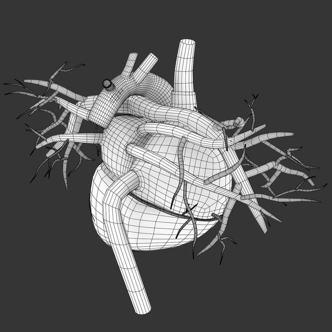 Human Heart 3D Model – Realistic Anatomy Asset, PBR Textures - View 12