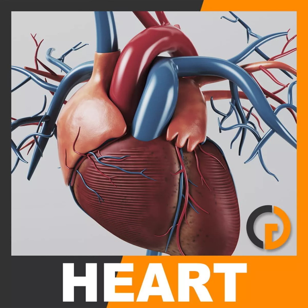Human Heart 3D Model – Realistic Anatomy Asset, PBR Textures - View 2