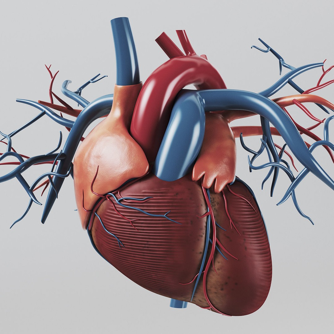 Human Heart 3D Model – Realistic Anatomy Asset, PBR Textures - View 3