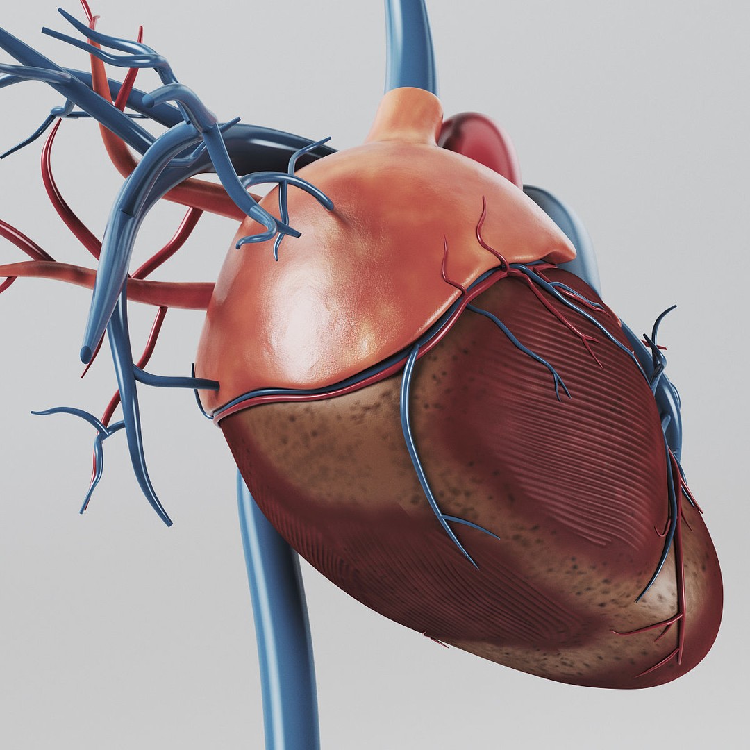 Human Heart 3D Model – Realistic Anatomy Asset, PBR Textures - View 4