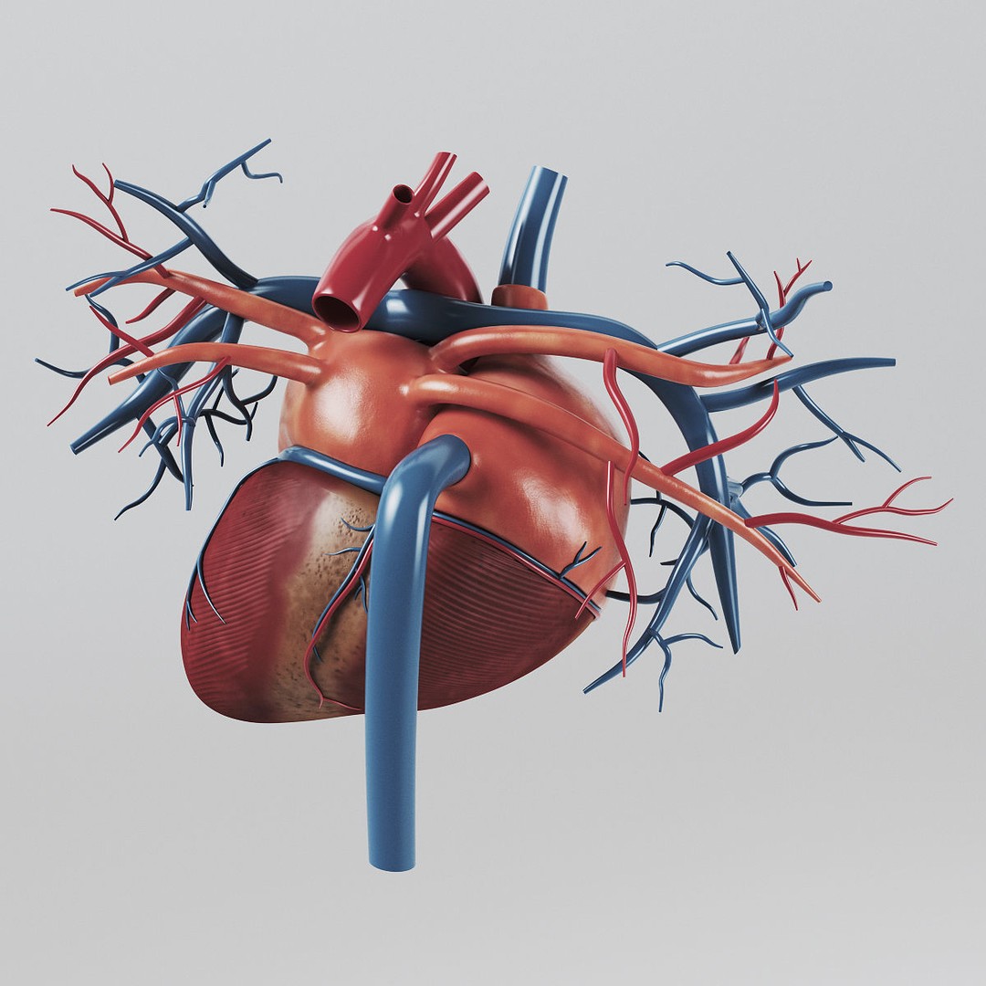 Human Heart 3D Model – Realistic Anatomy Asset, PBR Textures - View 5
