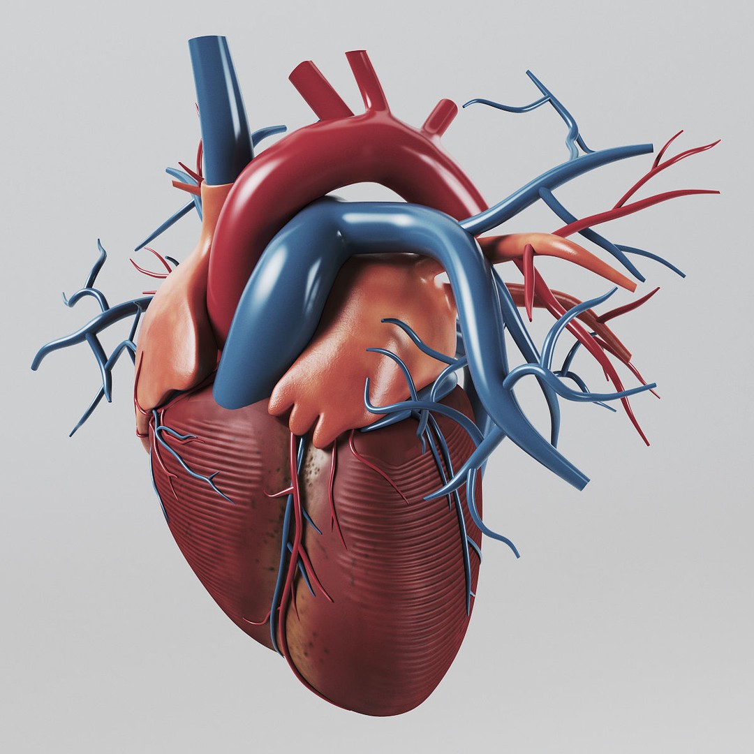 Human Heart 3D Model – Realistic Anatomy Asset, PBR Textures - View 6