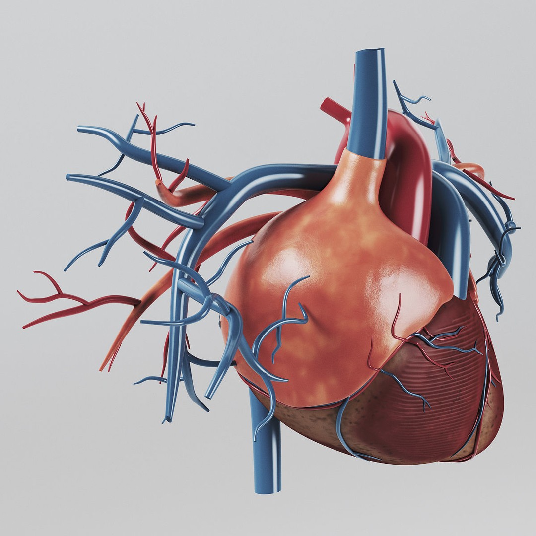 Human Heart 3D Model – Realistic Anatomy Asset, PBR Textures - View 7