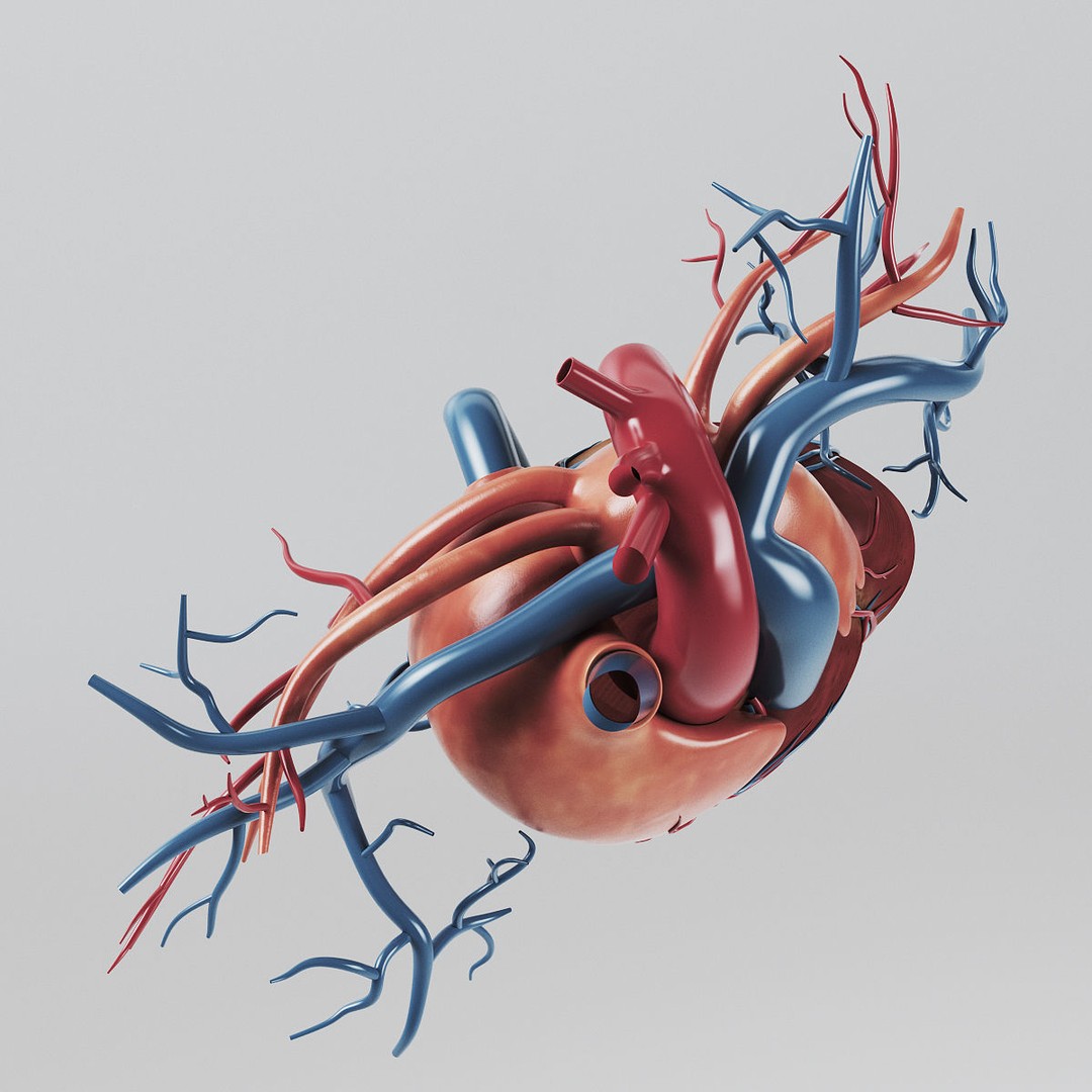 Human Heart 3D Model – Realistic Anatomy Asset, PBR Textures - View 8
