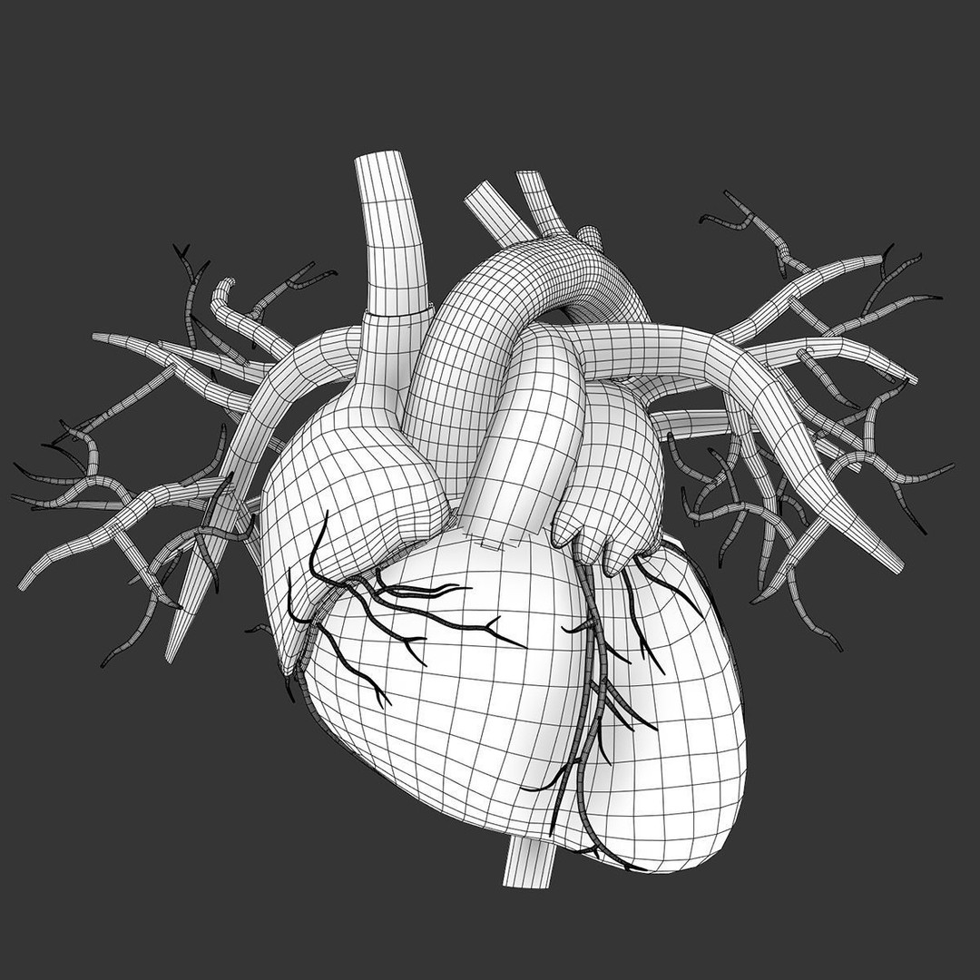 Human Heart 3D Model – Realistic Anatomy Asset, PBR Textures - View 9