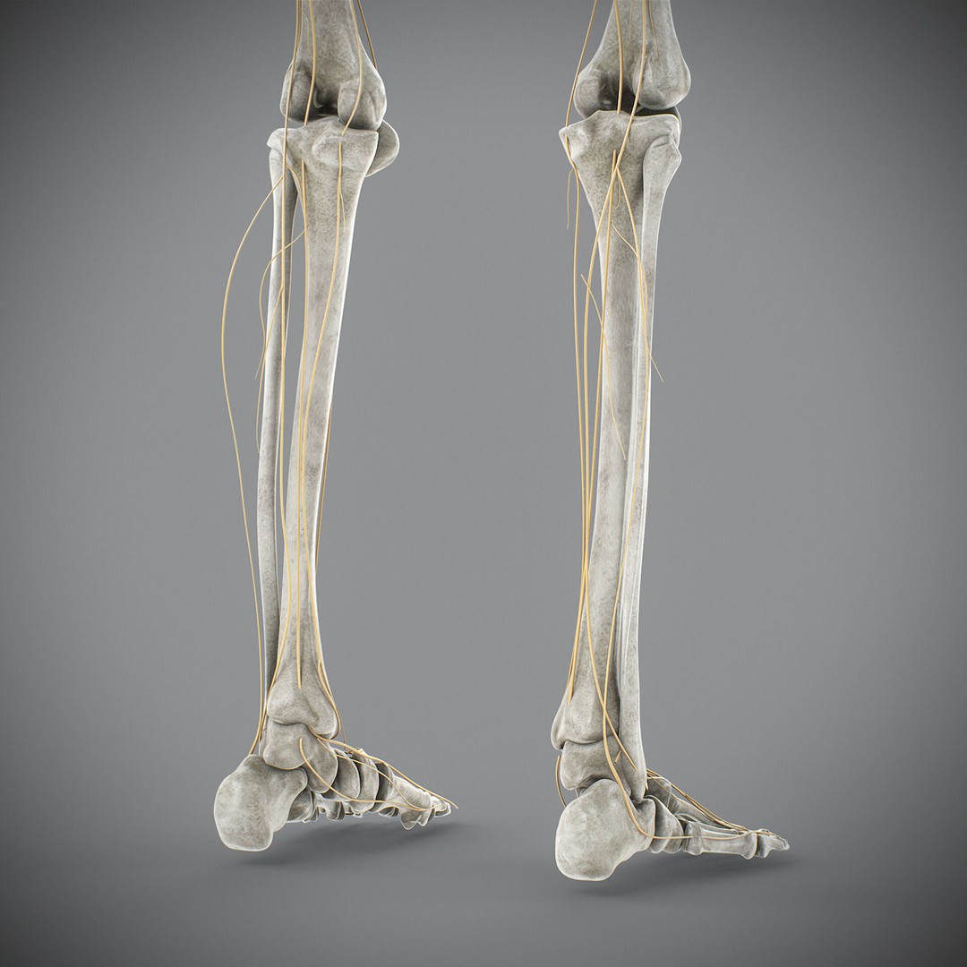 Human Male Skeletal and Nervous Anatomy 3D Model – Realistic Character Asset, FBX, OBJ