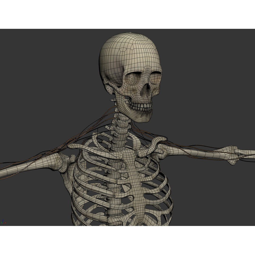 Human Male Skeletal and Nervous Anatomy 3D Model – Realistic Character Asset, FBX, OBJ - View 10