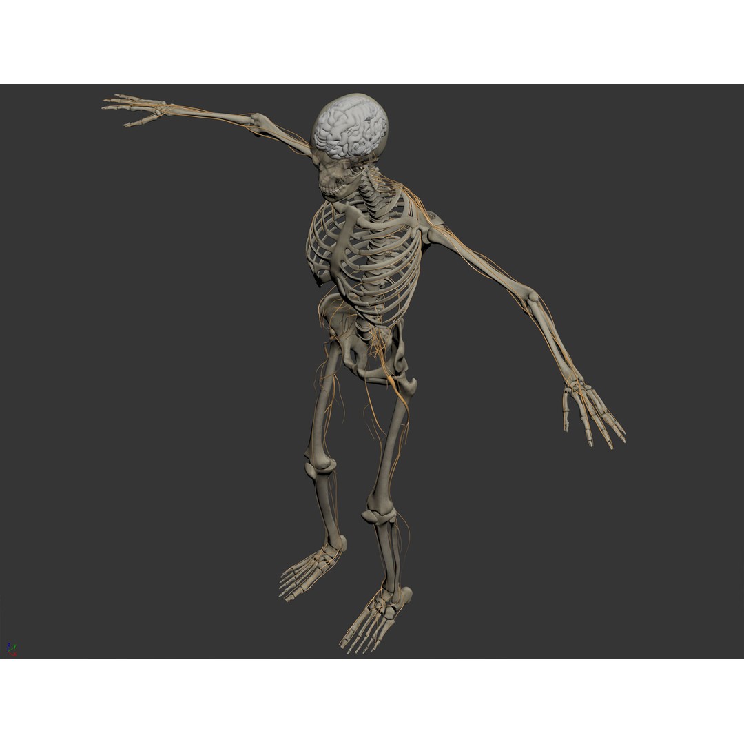 Human Male Skeletal and Nervous Anatomy 3D Model – Realistic Character Asset, FBX, OBJ - View 11