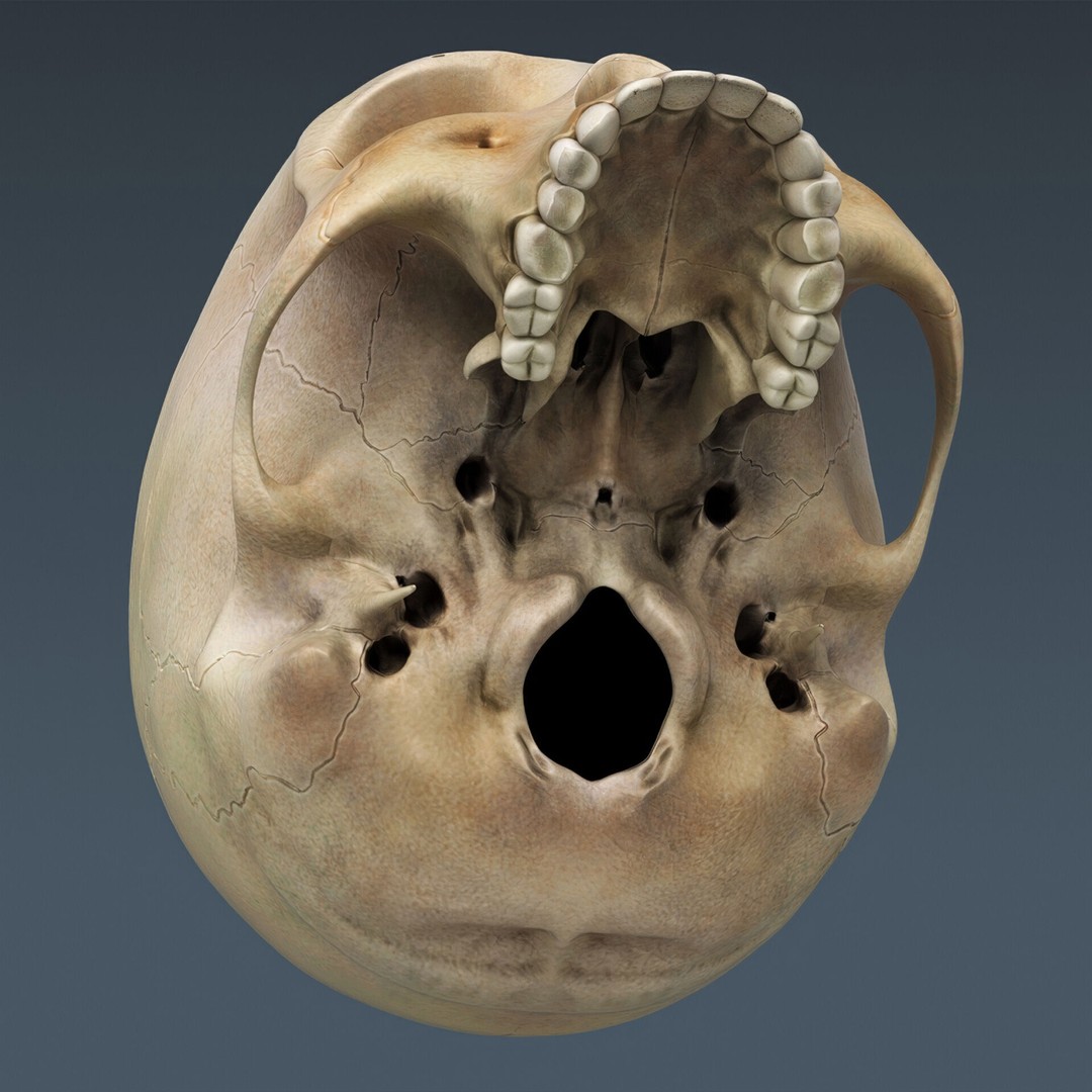 Human Male Skeletal and Nervous Anatomy 3D Model – Realistic Character Asset, FBX, OBJ - View 12