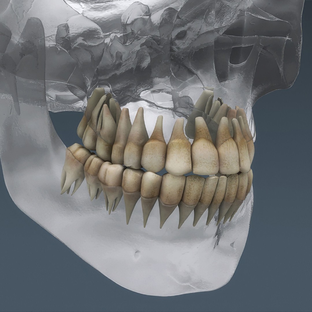 Human Male Skeletal and Nervous Anatomy 3D Model – Realistic Character Asset, FBX, OBJ - View 13