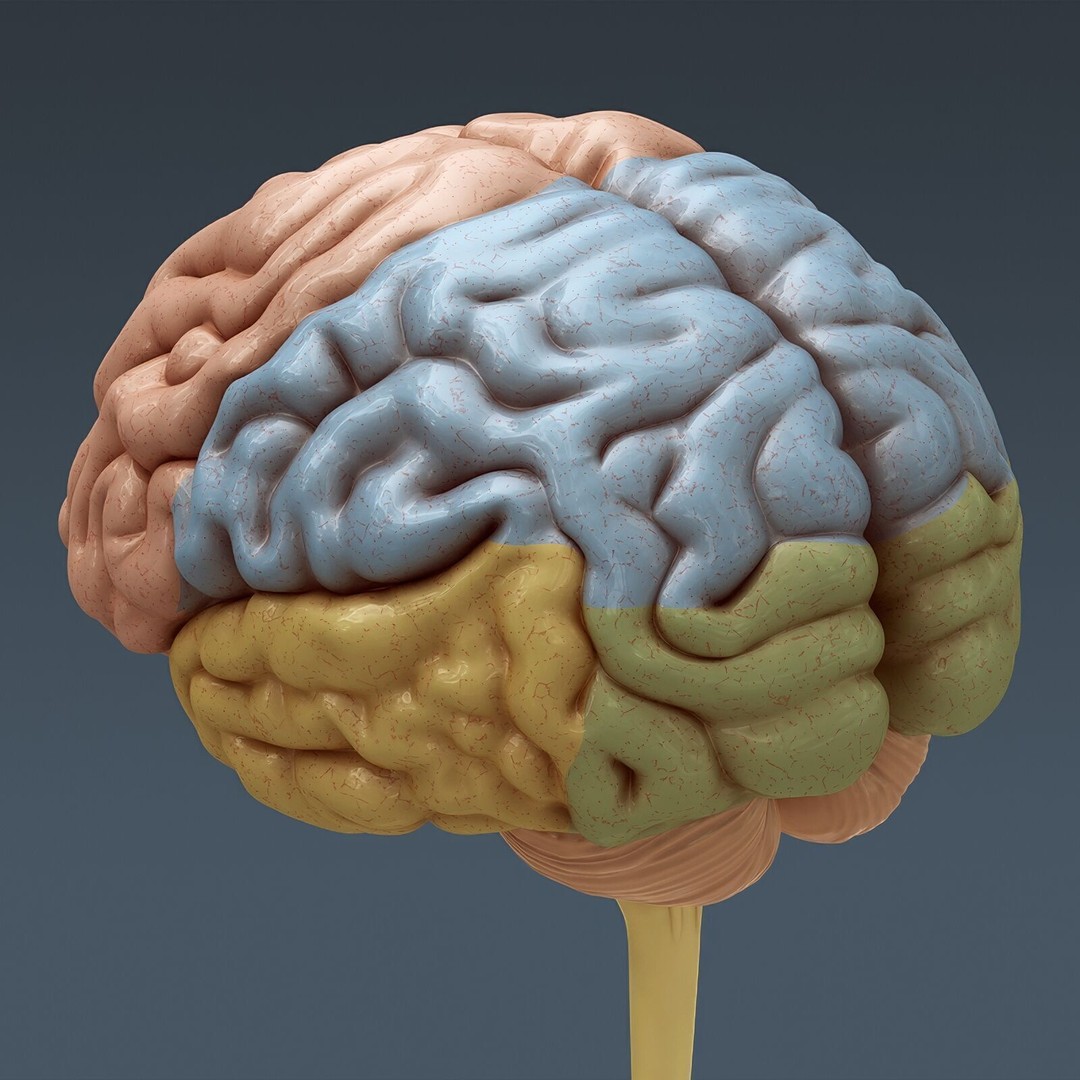 Human Male Skeletal and Nervous Anatomy 3D Model – Realistic Character Asset, FBX, OBJ - View 14