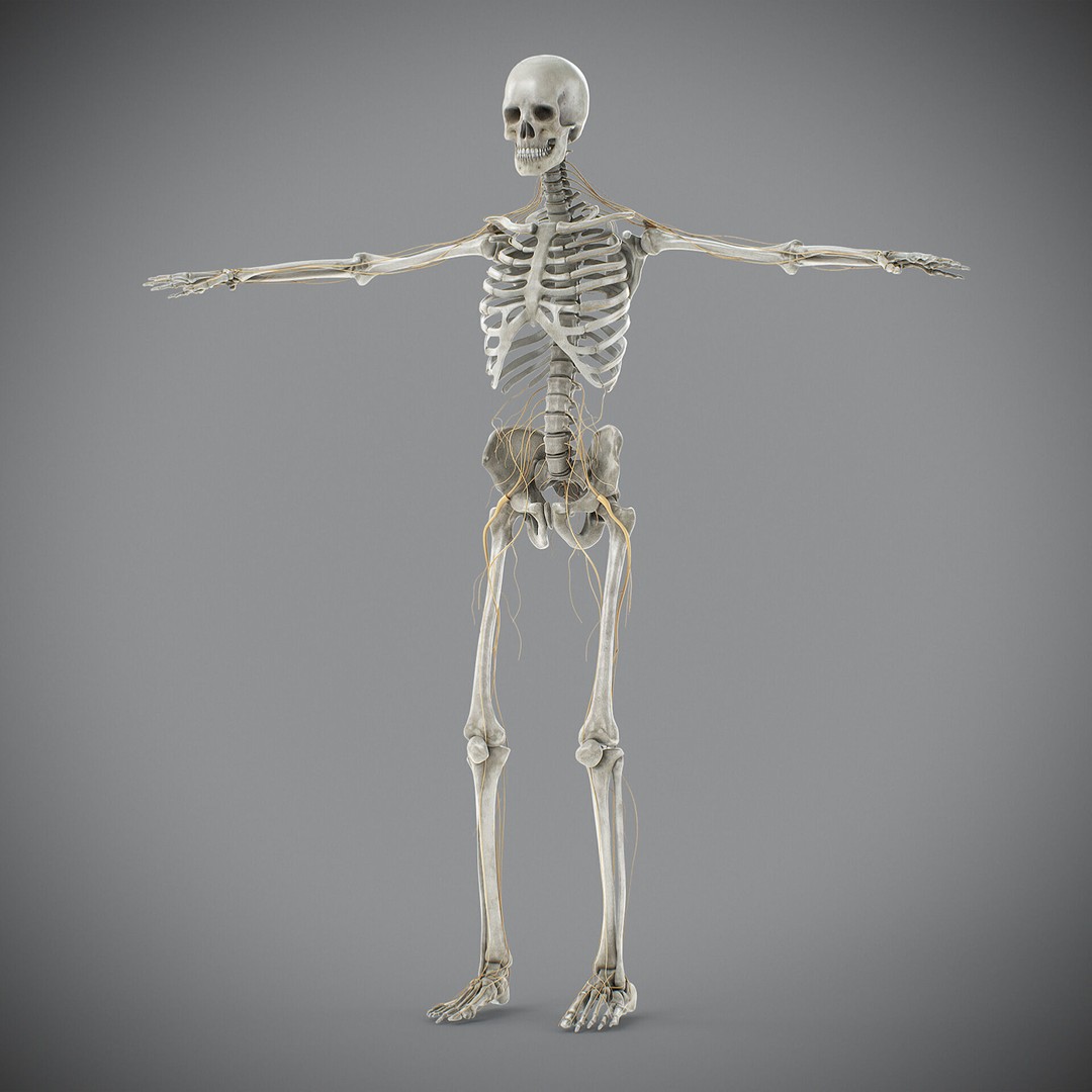 Human Male Skeletal and Nervous Anatomy 3D Model – Realistic Character Asset, FBX, OBJ - View 15