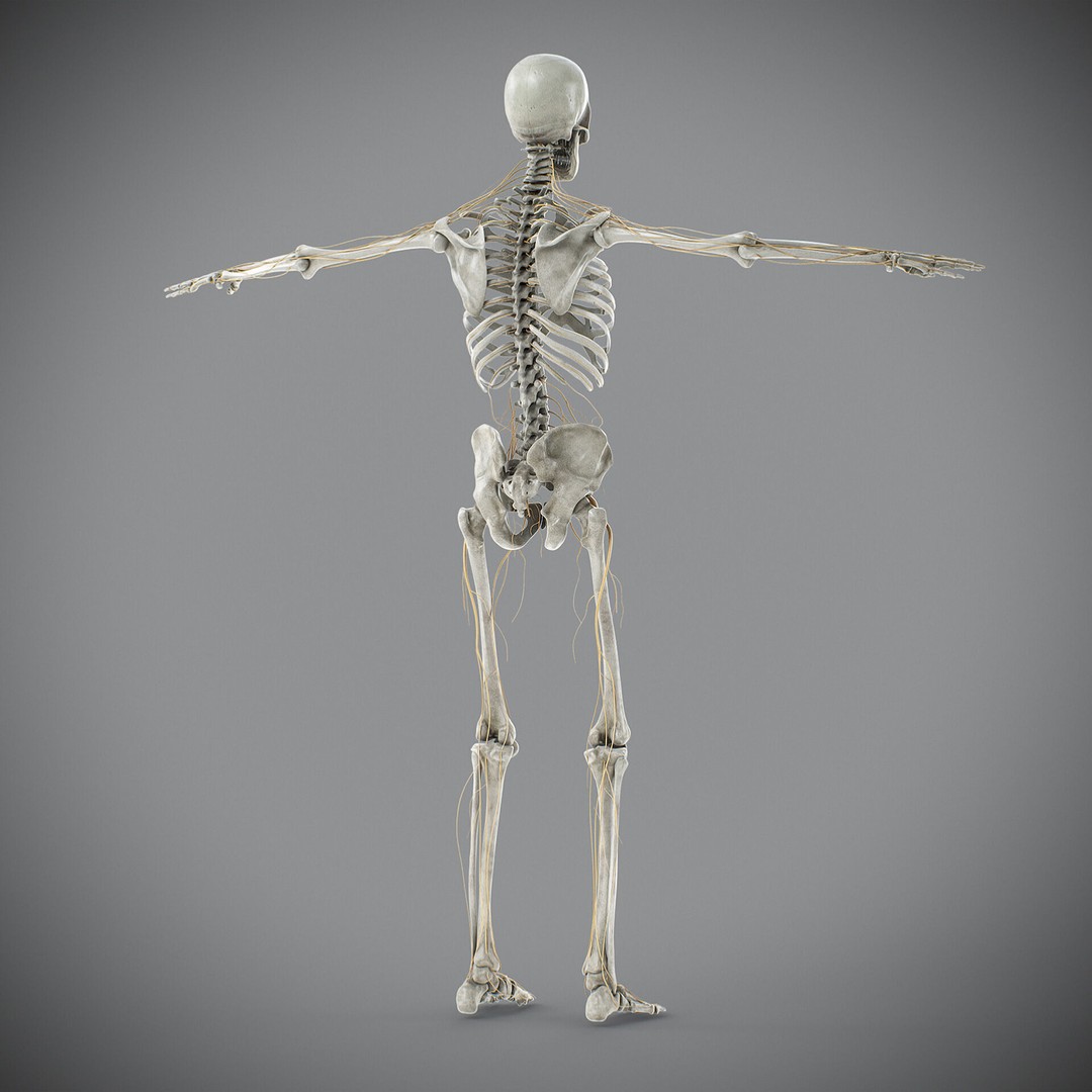 Human Male Skeletal and Nervous Anatomy 3D Model – Realistic Character Asset, FBX, OBJ - View 16