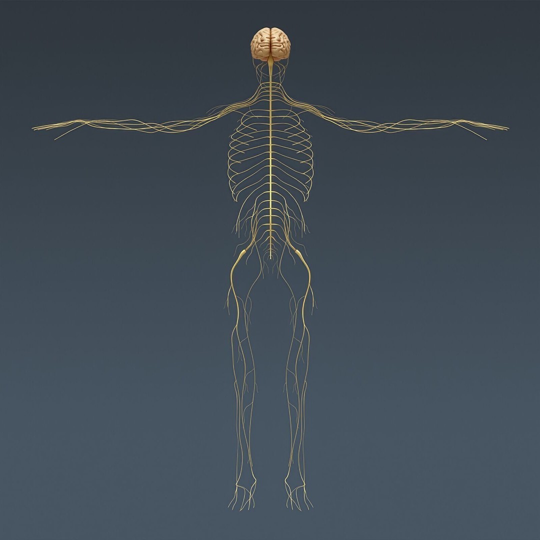 Human Male Skeletal and Nervous Anatomy 3D Model – Realistic Character Asset, FBX, OBJ - View 17