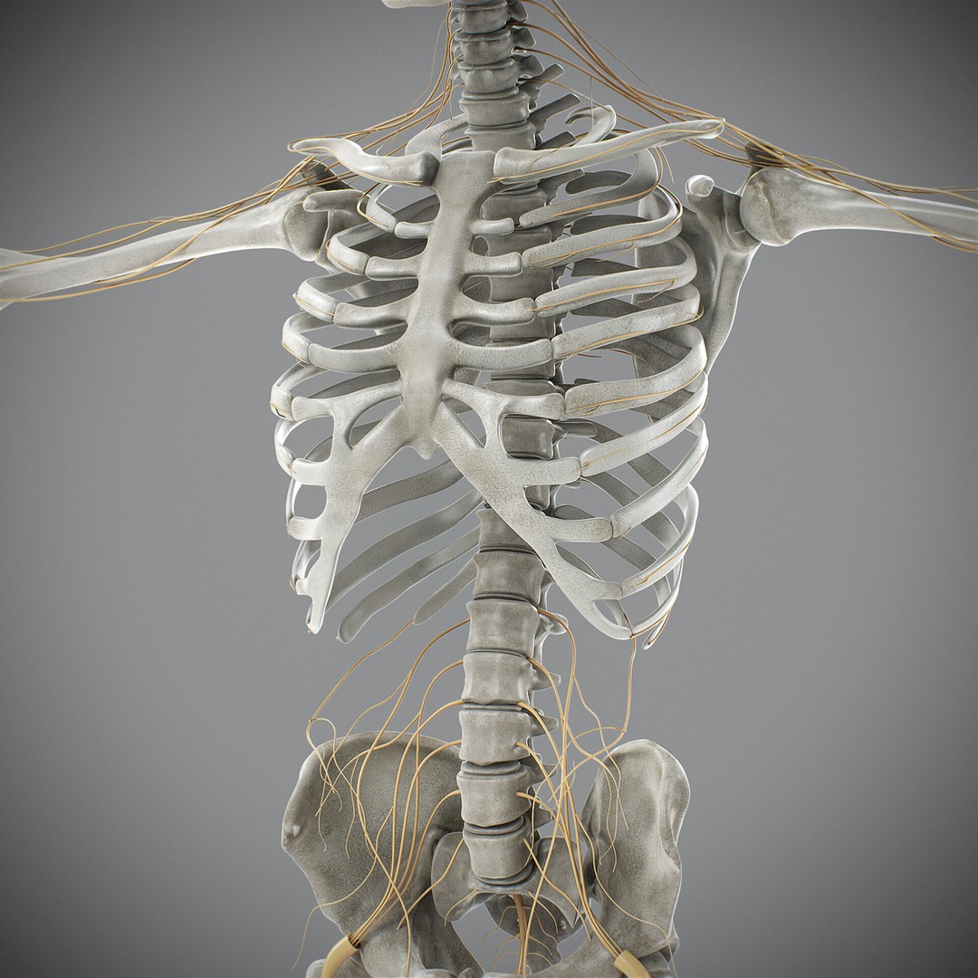 Human Male Skeletal and Nervous Anatomy 3D Model – Realistic Character Asset, FBX, OBJ - View 18