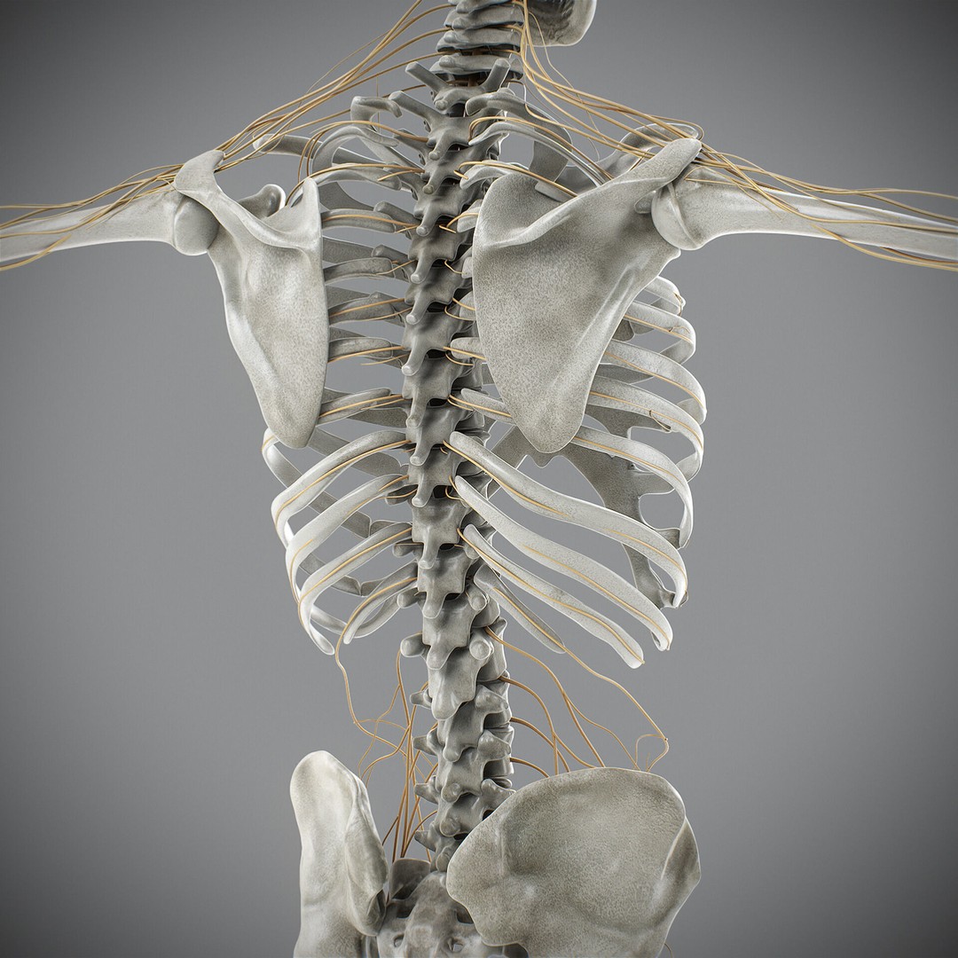 Human Male Skeletal and Nervous Anatomy 3D Model – Realistic Character Asset, FBX, OBJ - View 19