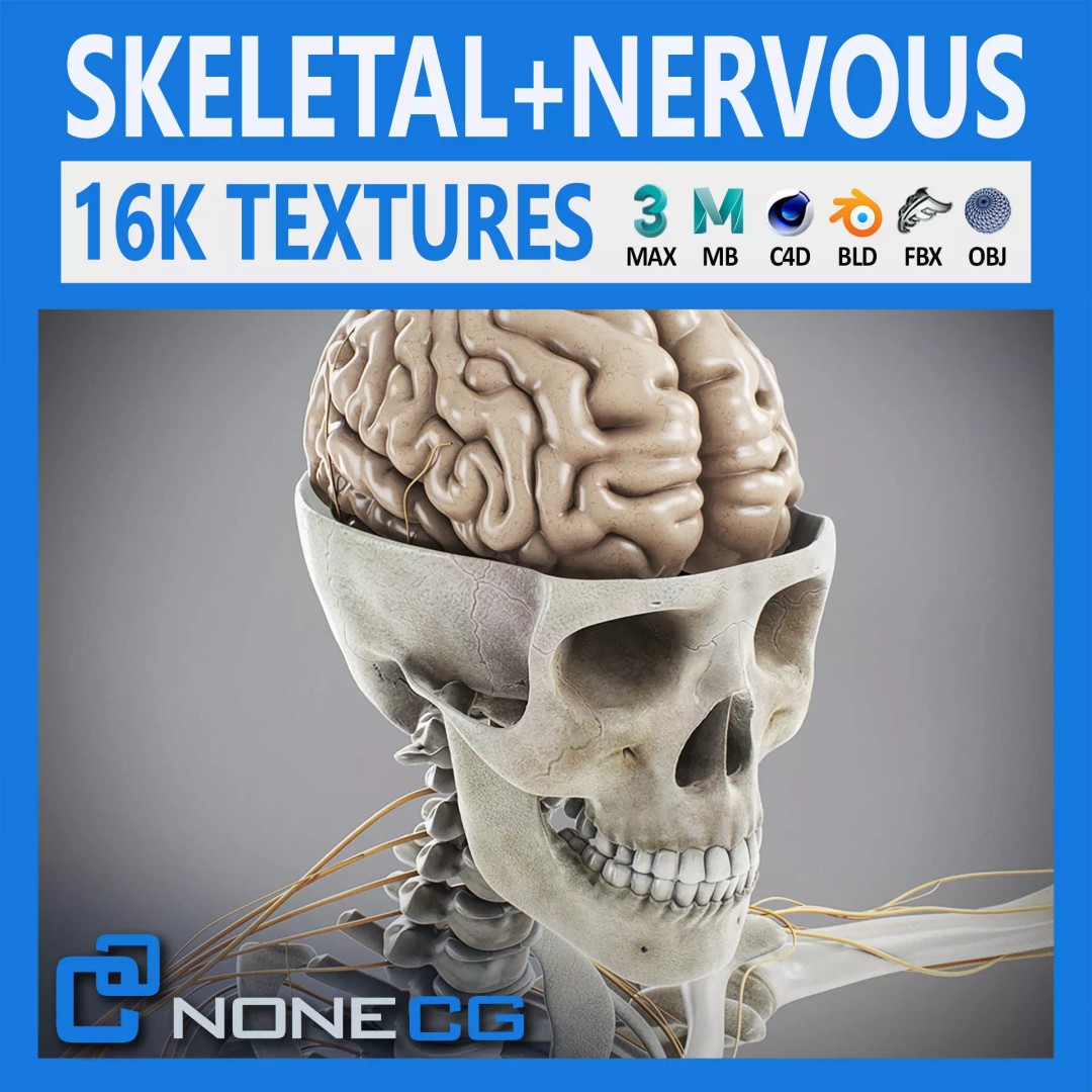 Human Male Skeletal and Nervous Anatomy 3D Model – Realistic Character Asset, FBX, OBJ - View 2