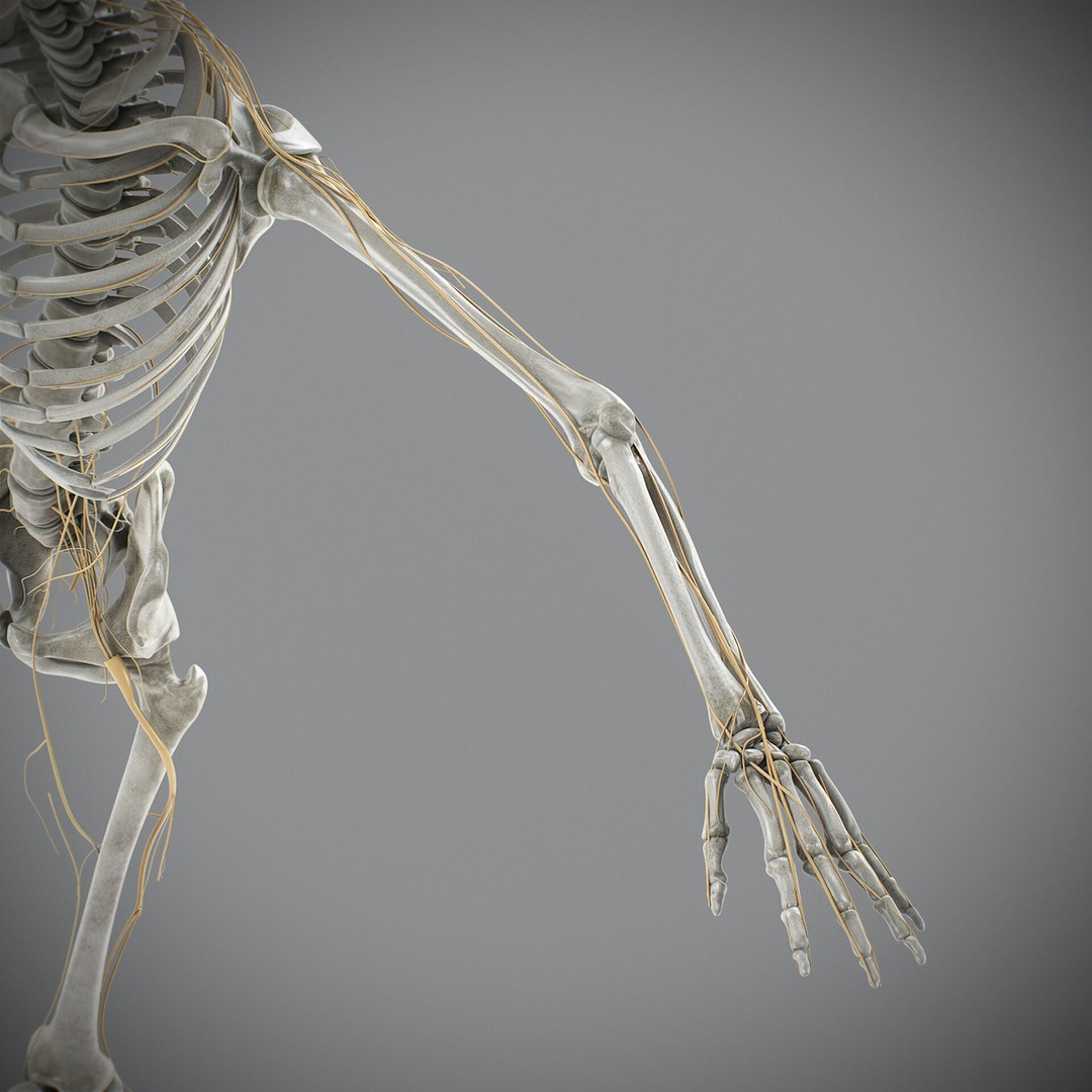 Human Male Skeletal and Nervous Anatomy 3D Model – Realistic Character Asset, FBX, OBJ - View 20
