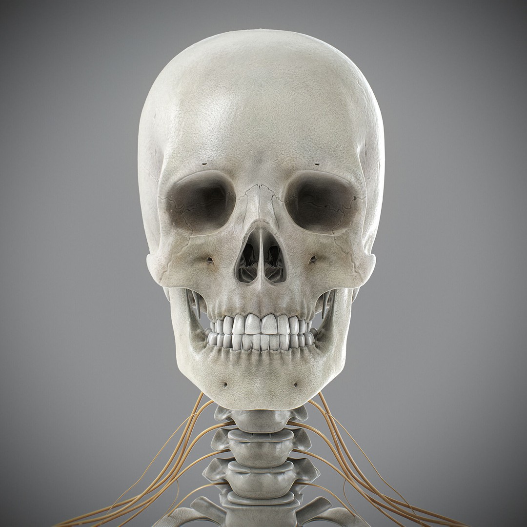 Human Male Skeletal and Nervous Anatomy 3D Model – Realistic Character Asset, FBX, OBJ - View 21
