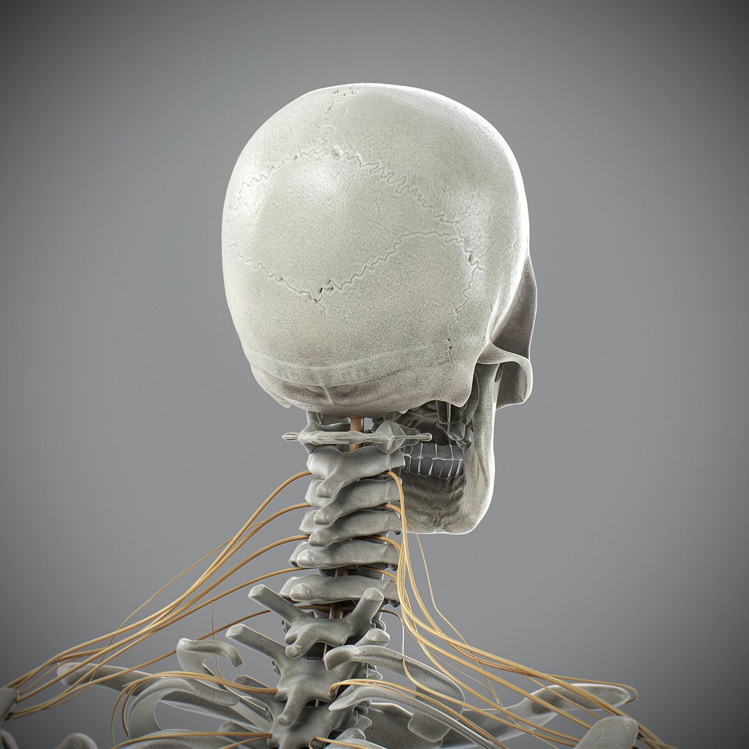 Human Male Skeletal and Nervous Anatomy 3D Model – Realistic Character Asset, FBX, OBJ - View 22