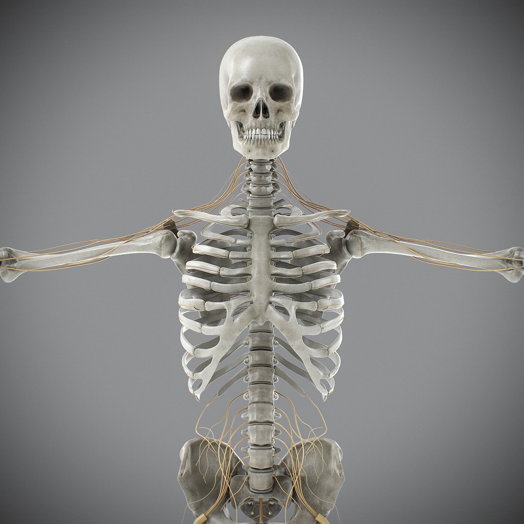 Human Male Skeletal and Nervous Anatomy 3D Model – Realistic Character Asset, FBX, OBJ - View 23
