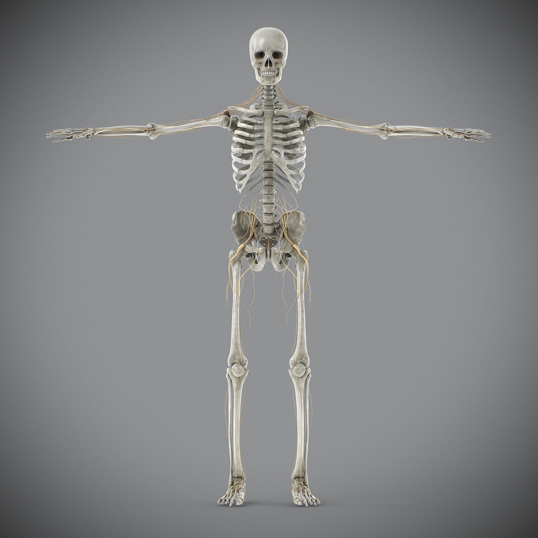 Human Male Skeletal and Nervous Anatomy 3D Model – Realistic Character Asset, FBX, OBJ - View 24