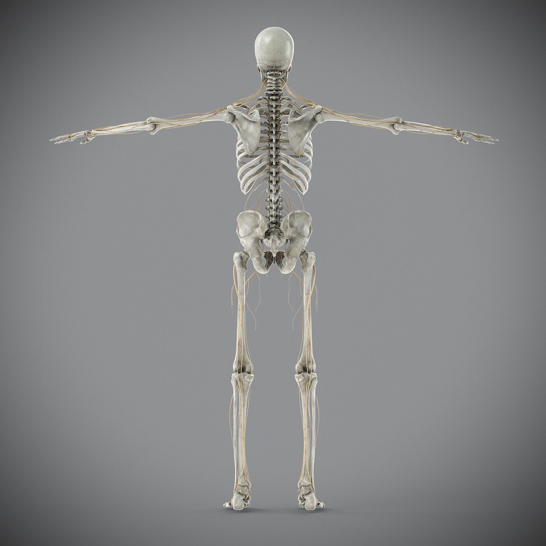 Human Male Skeletal and Nervous Anatomy 3D Model – Realistic Character Asset, FBX, OBJ - View 25