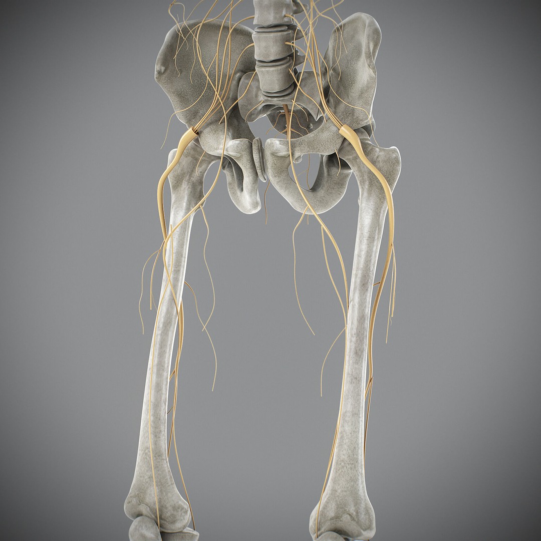 Human Male Skeletal and Nervous Anatomy 3D Model – Realistic Character Asset, FBX, OBJ - View 26