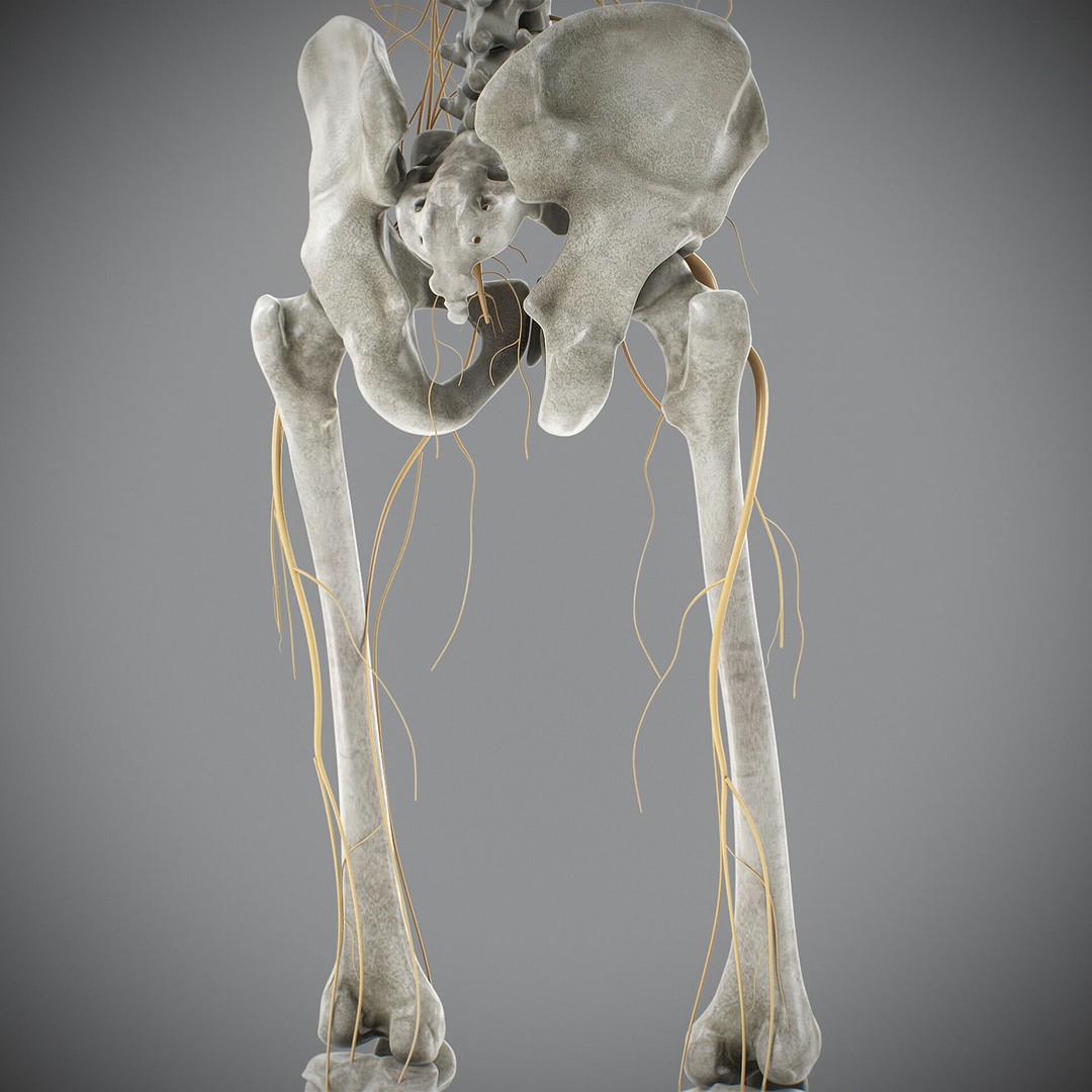 Human Male Skeletal and Nervous Anatomy 3D Model – Realistic Character Asset, FBX, OBJ - View 27