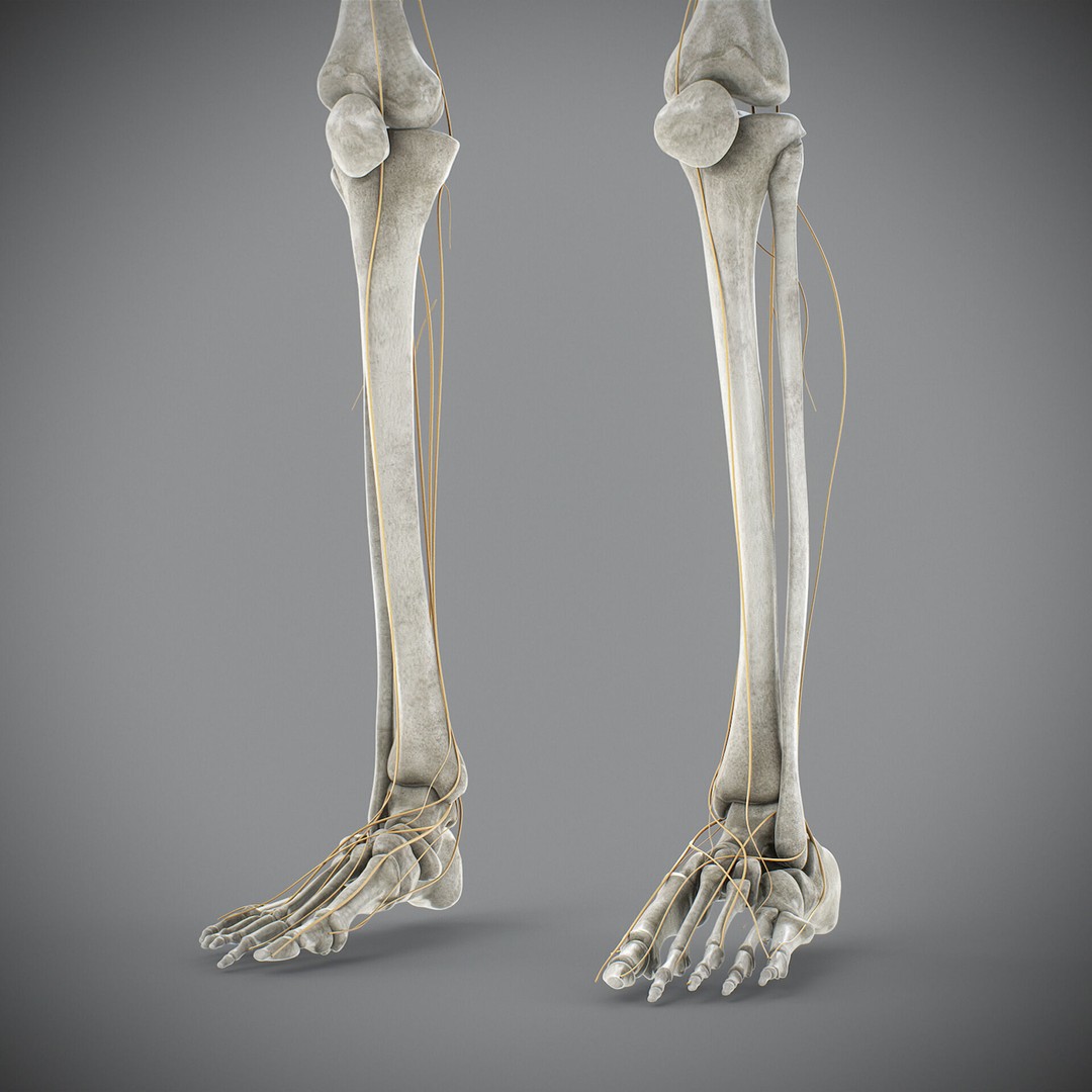 Human Male Skeletal and Nervous Anatomy 3D Model – Realistic Character Asset, FBX, OBJ - View 28
