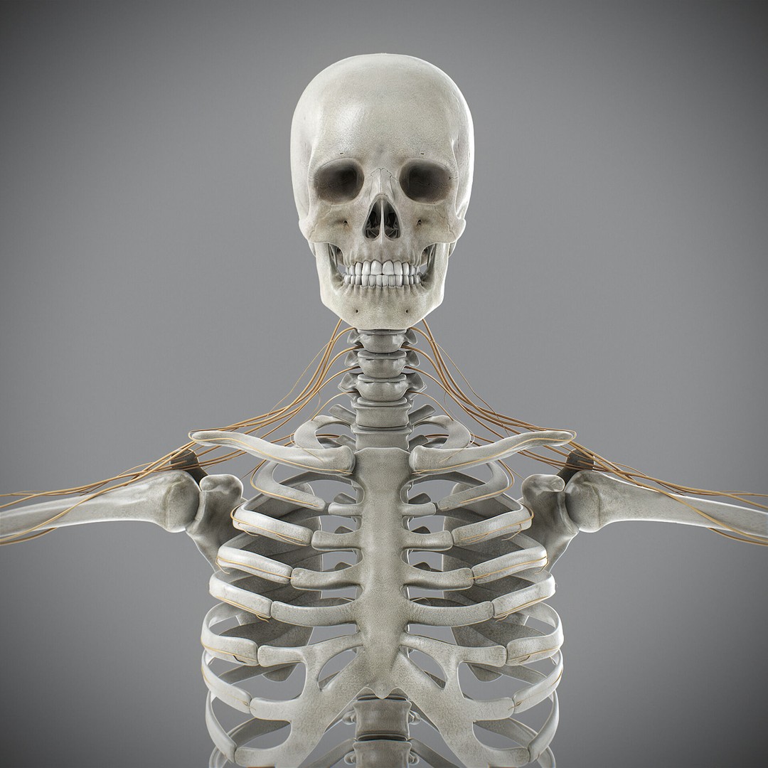 Human Male Skeletal and Nervous Anatomy 3D Model – Realistic Character Asset, FBX, OBJ - View 3