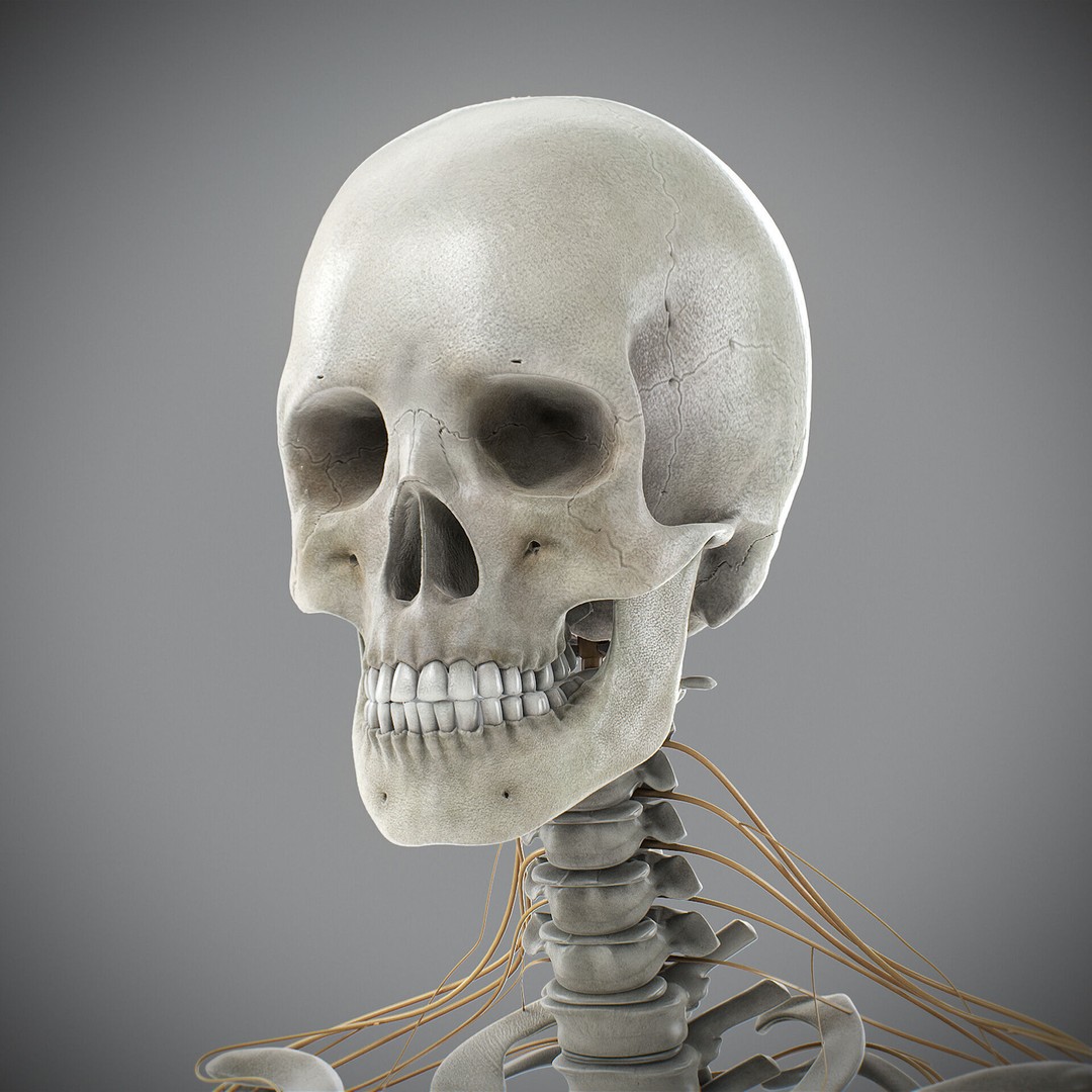 Human Male Skeletal and Nervous Anatomy 3D Model – Realistic Character Asset, FBX, OBJ - View 4