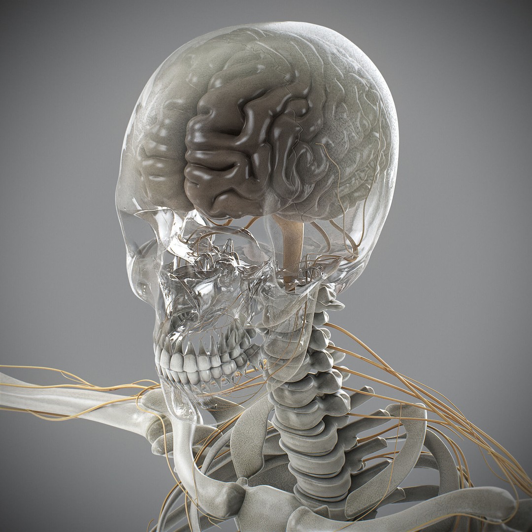 Human Male Skeletal and Nervous Anatomy 3D Model – Realistic Character Asset, FBX, OBJ - View 5