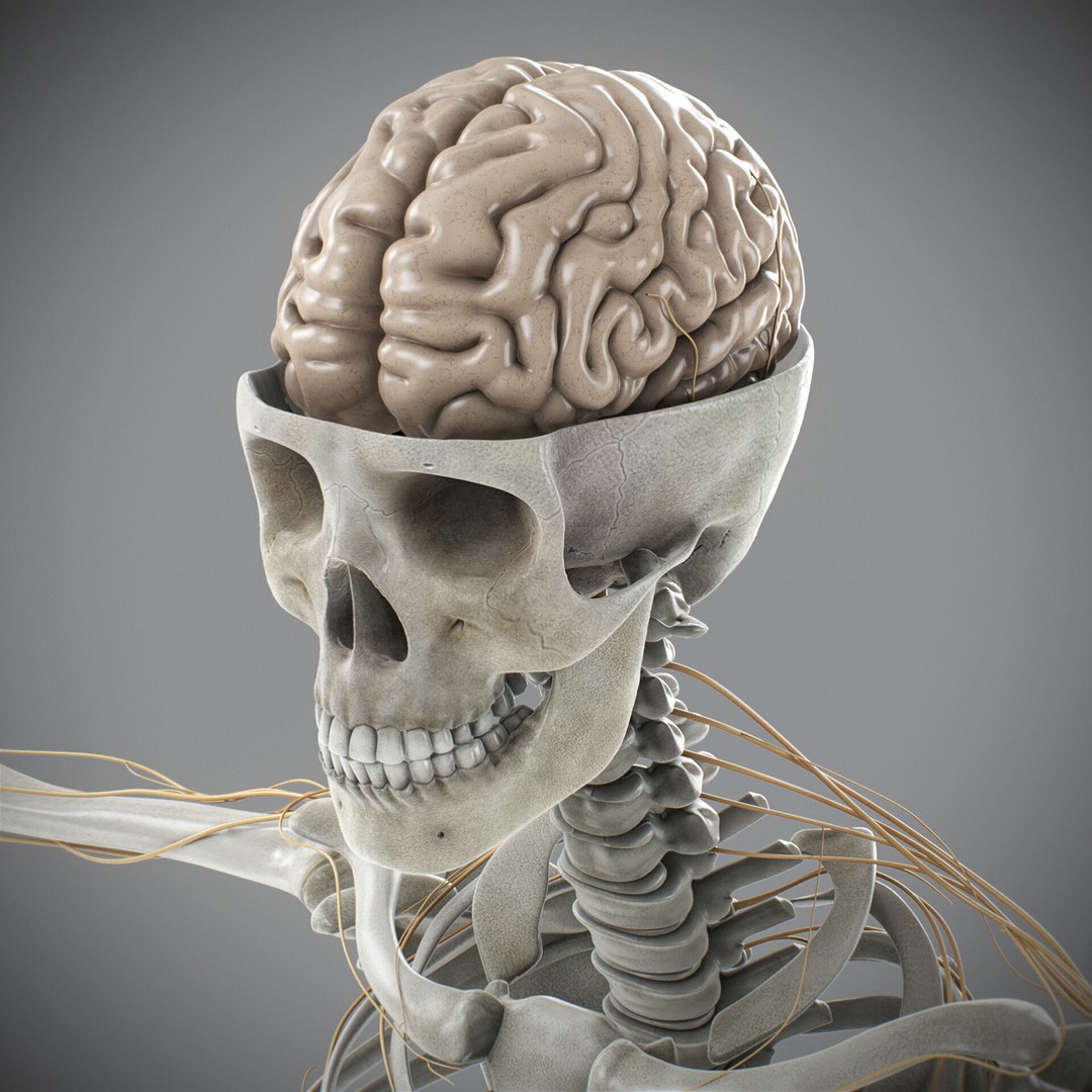 Human Male Skeletal and Nervous Anatomy 3D Model – Realistic Character Asset, FBX, OBJ - View 6