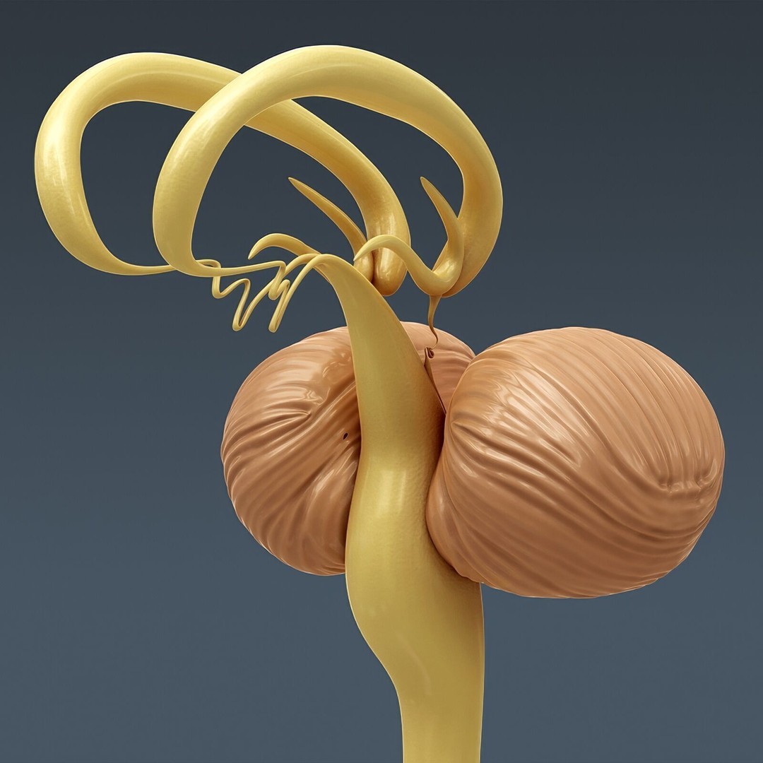Human Male Skeletal and Nervous Anatomy 3D Model – Realistic Character Asset, FBX, OBJ - View 8