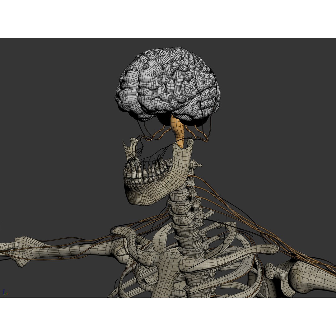 Human Male Skeletal and Nervous Anatomy 3D Model – Realistic Character Asset, FBX, OBJ - View 9