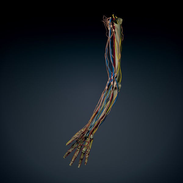 Human Male Arm 3D Model – Anatomically Accurate PBR Character Asset - View 10