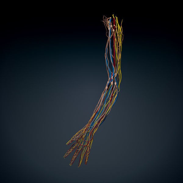 Human Male Arm 3D Model – Anatomically Accurate PBR Character Asset - View 11