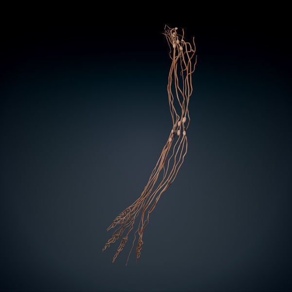 Human Male Arm 3D Model – Anatomically Accurate PBR Character Asset - View 12