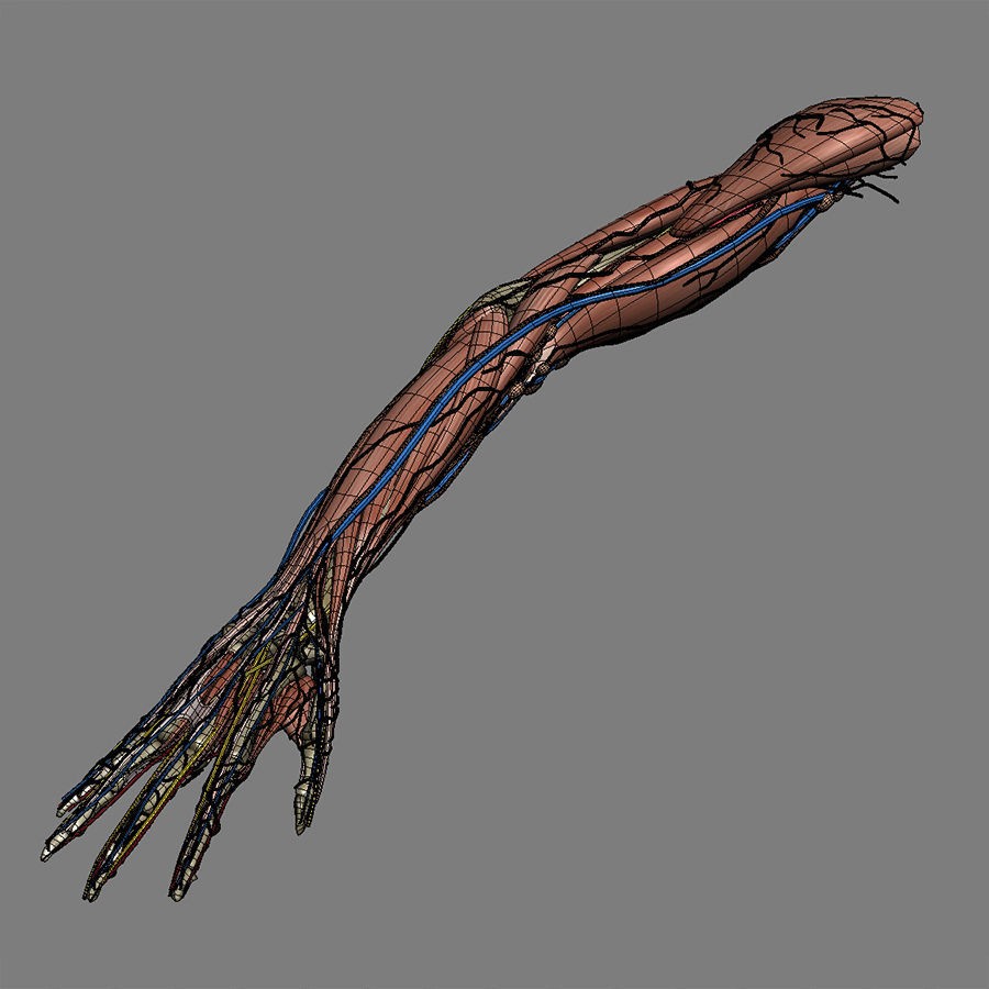 Human Male Arm 3D Model – Anatomically Accurate PBR Character Asset - View 14