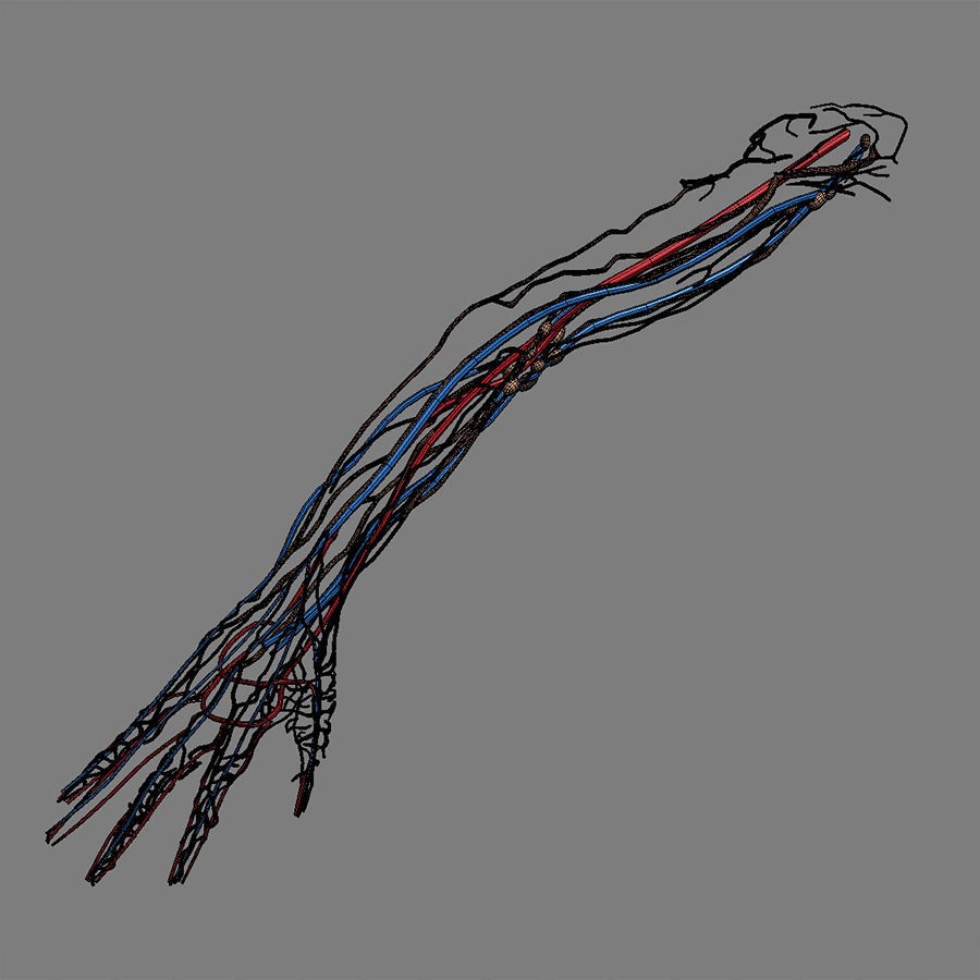 Human Male Arm 3D Model – Anatomically Accurate PBR Character Asset - View 17