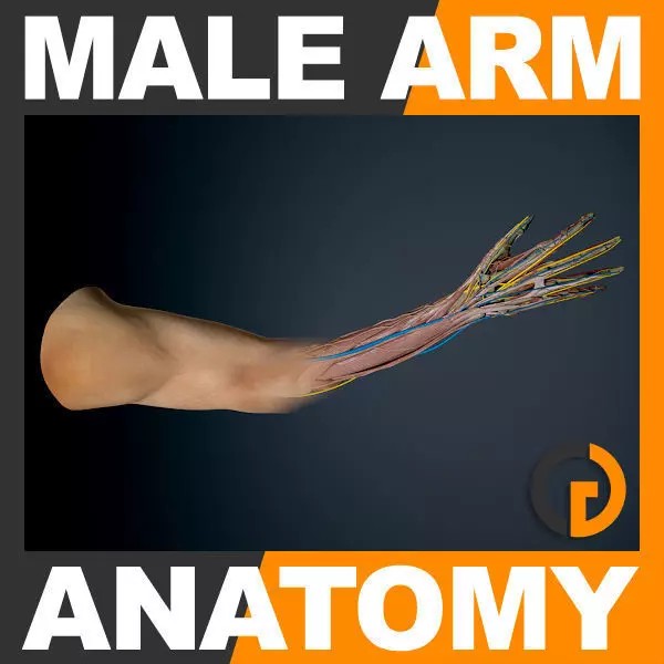 Human Male Arm 3D Model – Anatomically Accurate PBR Character Asset - View 2