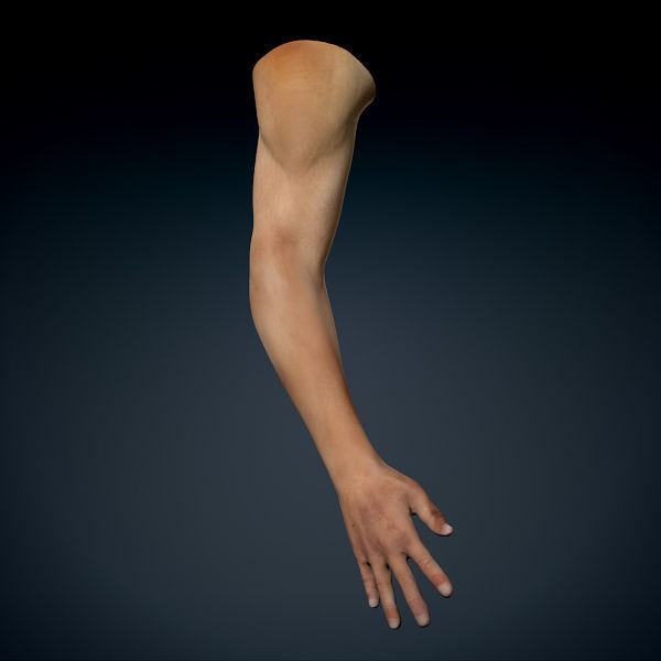 Human Male Arm 3D Model – Anatomically Accurate PBR Character Asset - View 3
