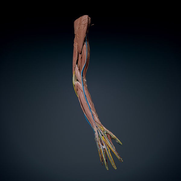 Human Male Arm 3D Model – Anatomically Accurate PBR Character Asset - View 4