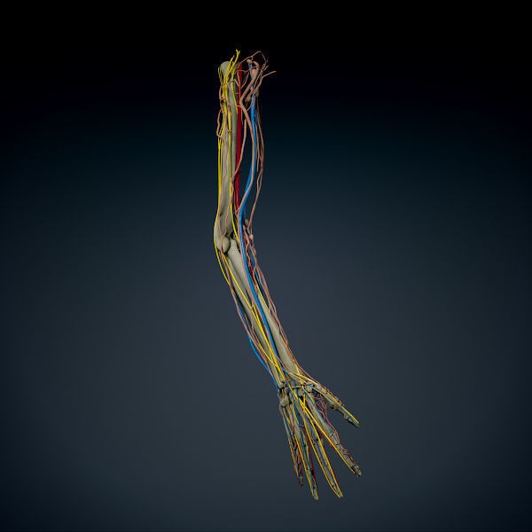 Human Male Arm 3D Model – Anatomically Accurate PBR Character Asset - View 5