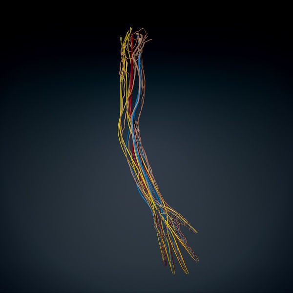 Human Male Arm 3D Model – Anatomically Accurate PBR Character Asset - View 6
