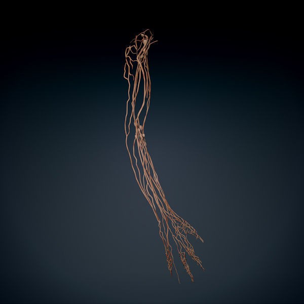 Human Male Arm 3D Model – Anatomically Accurate PBR Character Asset - View 7